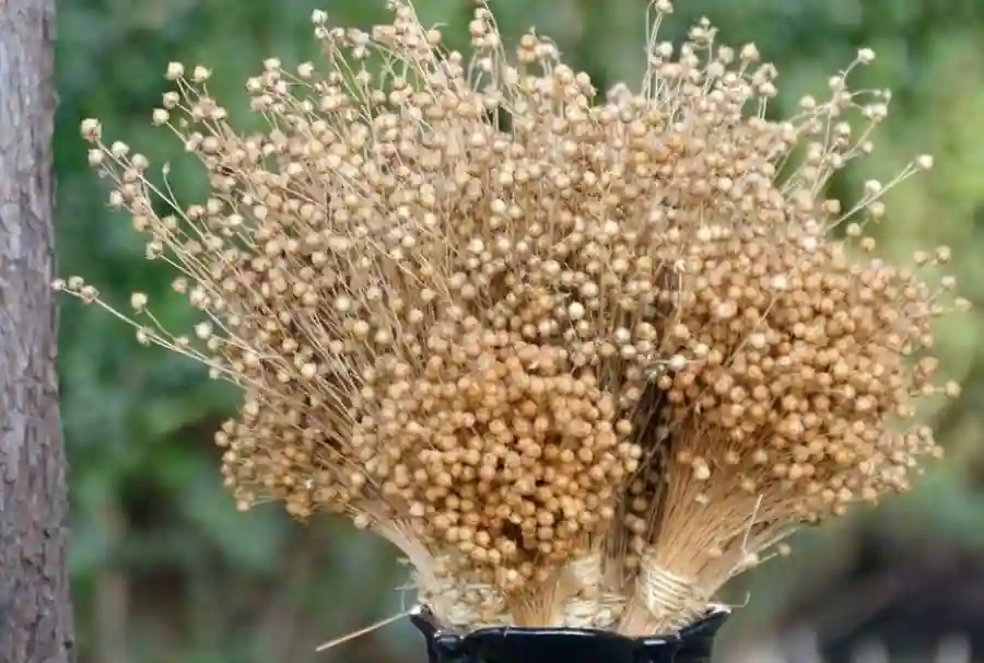 Flax Seeds Plants